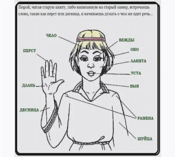 Устаревшие названия частей тела. Древнерусские названия частей тела. Старорусские названия частей тела и лица. Архаизмы названия частей тела человека.