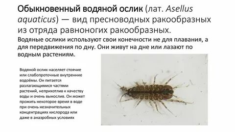 Признаки внешнего строения мокрицы