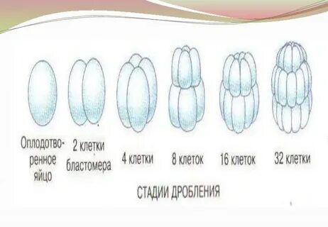 Стадии дробления