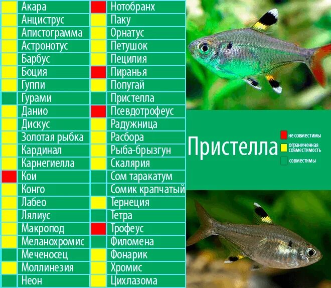 На сколько совместимы рыбы. Совместимость аквариумных рыб гурами. Кардинал рыбка аквариумная совместимость. Таблица совместимости аквариумных рыбок. Таблица содержания аквариумных рыб.