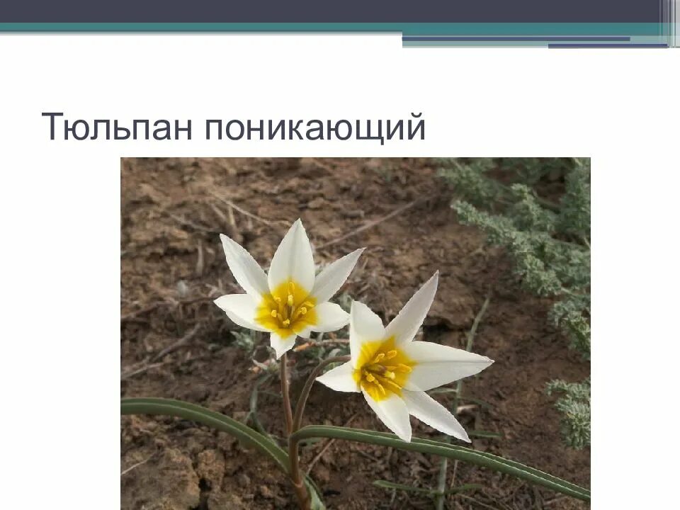 Животные и растения башкортостана. Растения башкортостана занесенные в красную. тюльпан поникающий красная книга. растения красной книги башкортостана. краснокнижные растения башкирии.