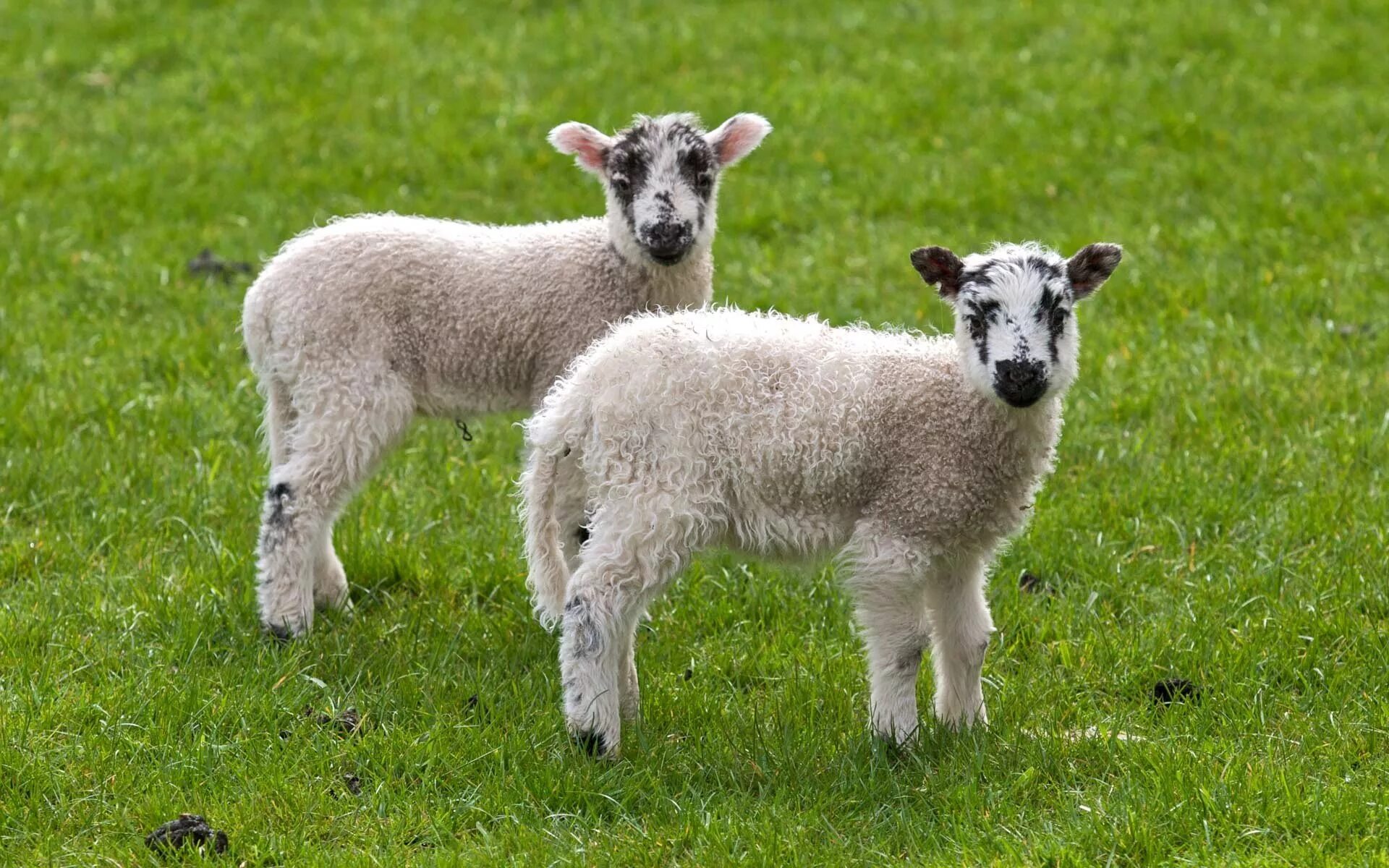 Lady sheep