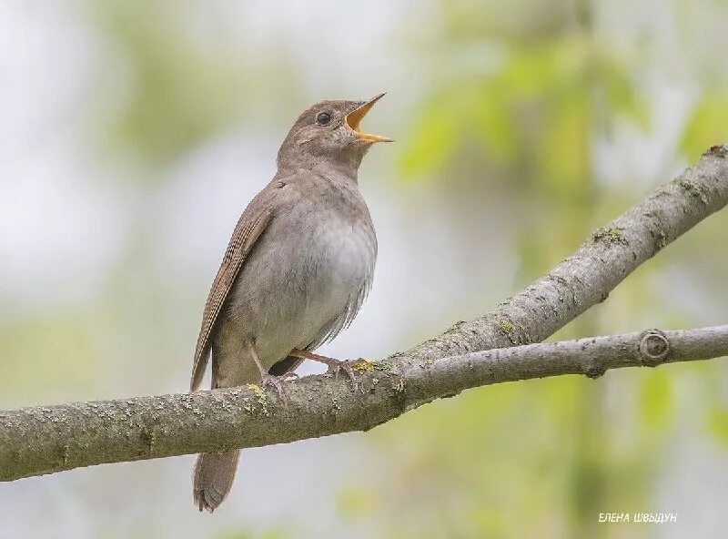 певчие птицы соловей. юрий соловей. соловей певец. соловей певцы. соловей птичка певчая.