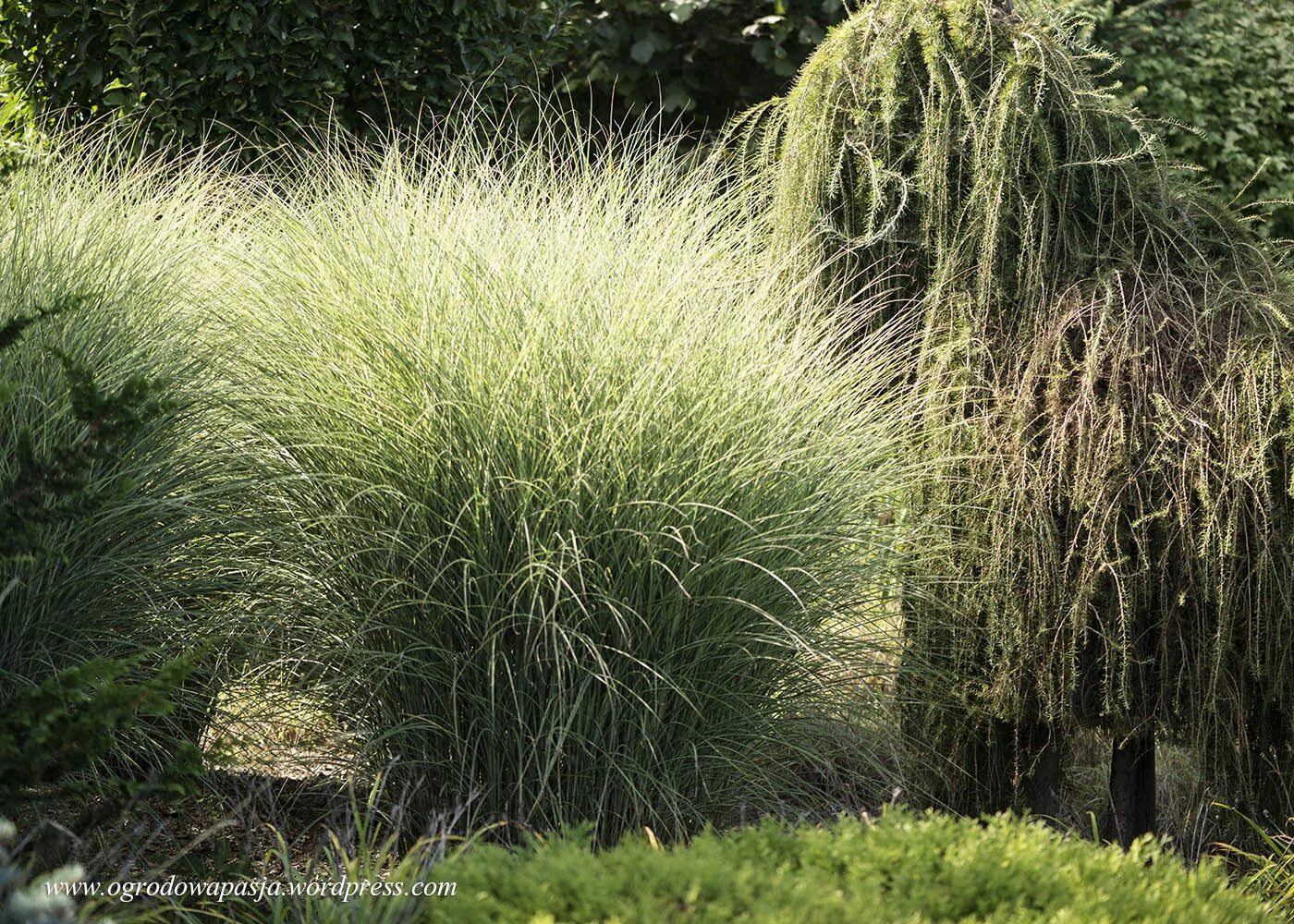мискантус морнинг лайт. мискантус sinensis morning light. мискантус китайский монинг лайт. мискантус монинг лайт. монинг лайт мискантус.