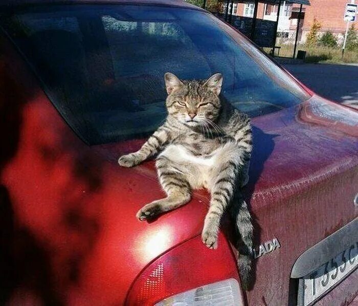 Коты ездят. Кошка на капоте. Кошка в машине. Коты возле машин. Крутые коты на машинах.