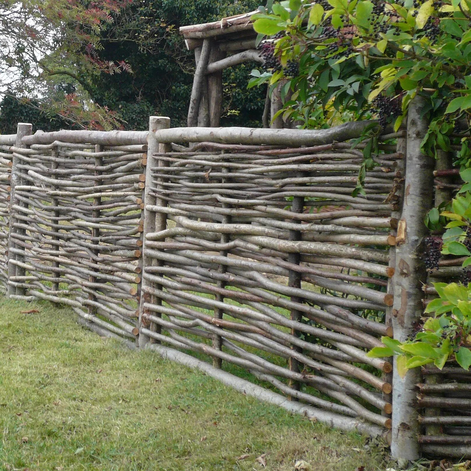 Построить забор на даче цена недорого. Живая изгородь плетень Ива. Плетеный забор. Плетеные заборы для дачи. Декоративный плетень.