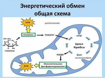 Схема энергетического обмена веществ