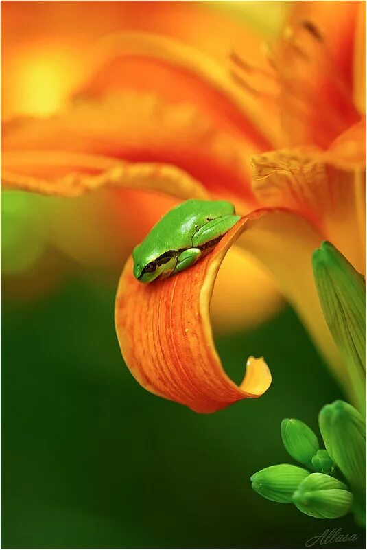 оранжево зеленая картинка. оранжево зеленые цветы. жёлтый цветок. оранжево зеленые цветы. оранжевая природа.