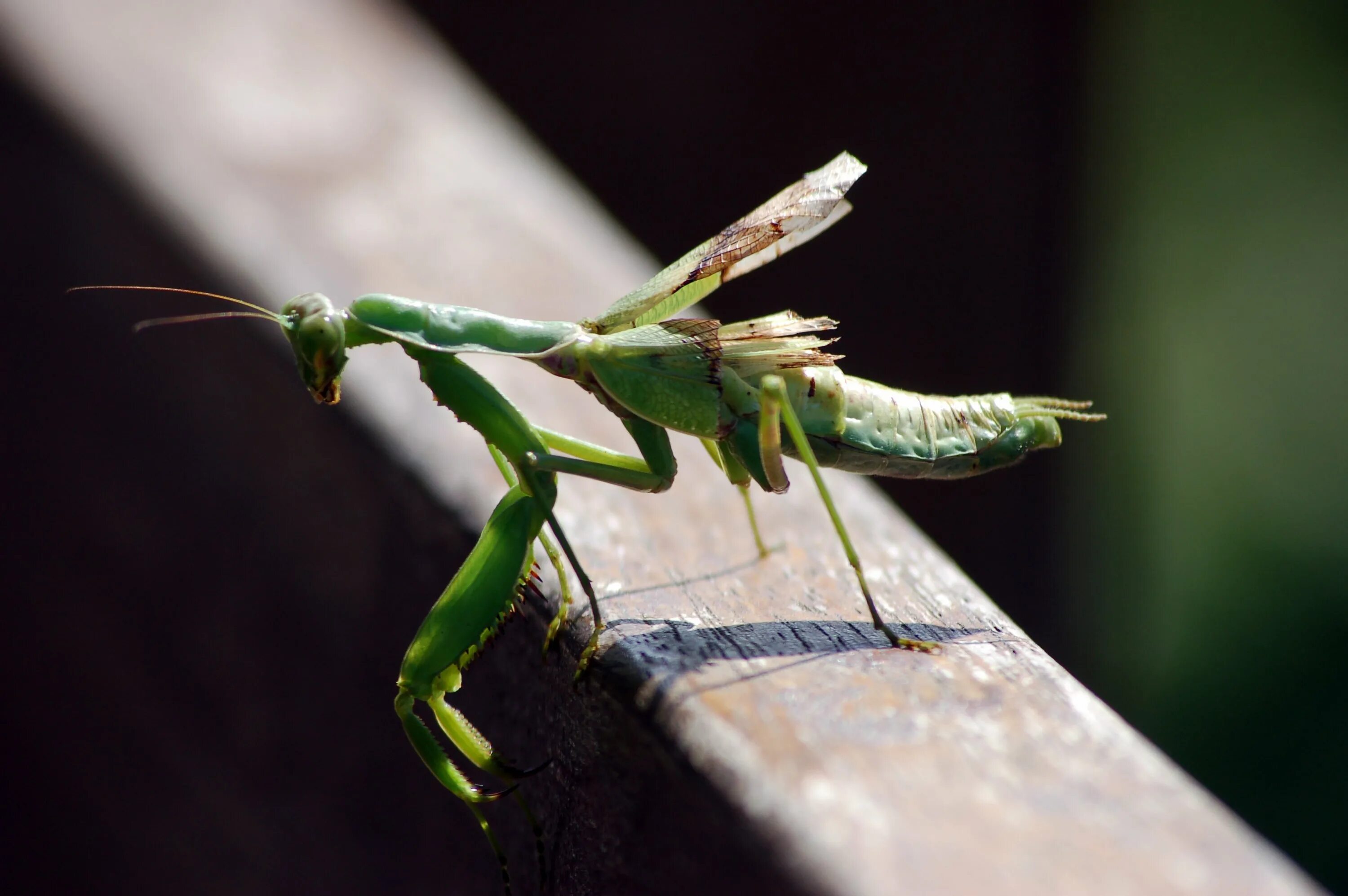 мадагаскарский богомол. богомол читать. богомол обыкновенный (mantis religiosa). богомол расправил крылья.