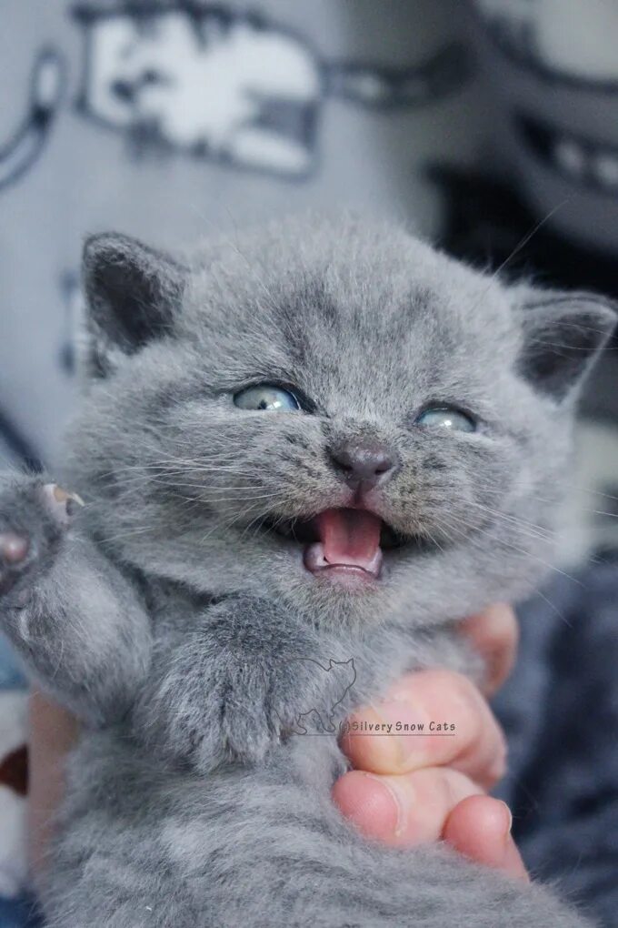 питомник silvery snow