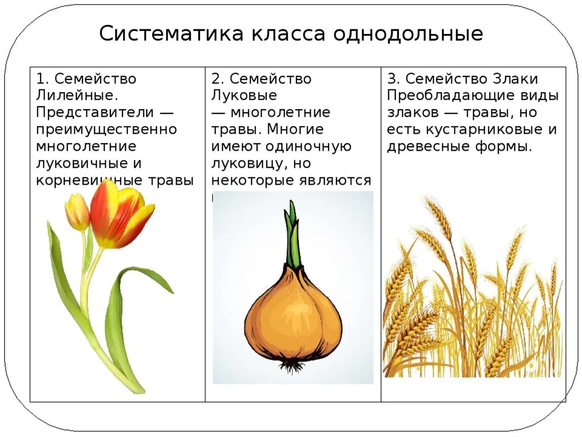 Однодольные семейство злаковые. Семейство луковые Однодольные. Однодольные растения семейство злаки. Таблица семейство однодольных растений семейства луковых.