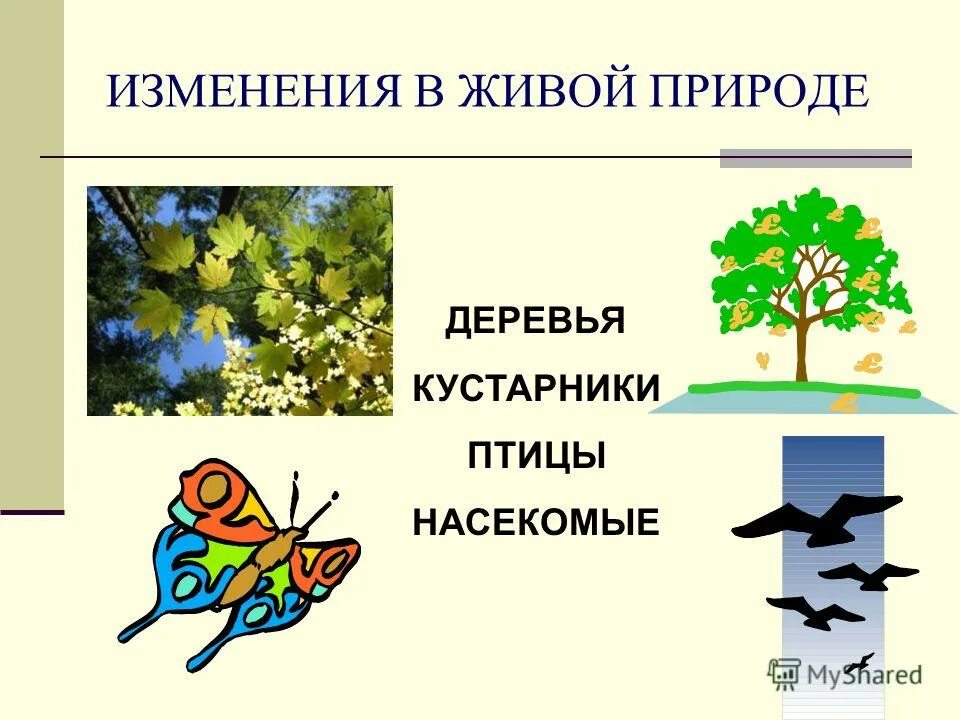 сезонные изменения в природе зимой. сезонные изменения в живой природе. живая природа осенью 2 класс. весенние явления природы в живой природе. весенние изменения в живой природе.
