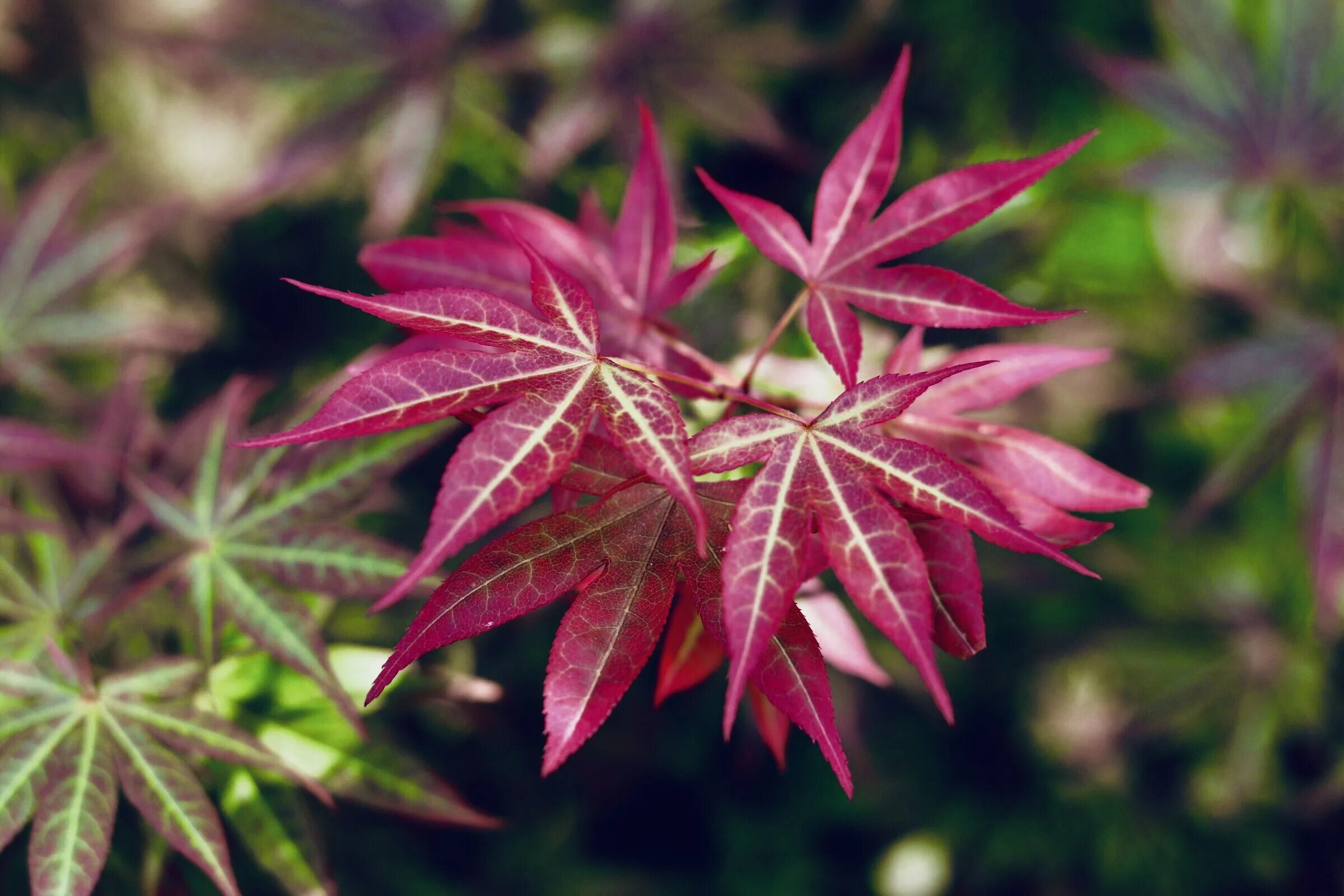 Какие листья сладкие. Клен Блэк Нигро. Растение черный клен. Цветок со сладкими листьями. Растение с бордовыми листьями как у клена.