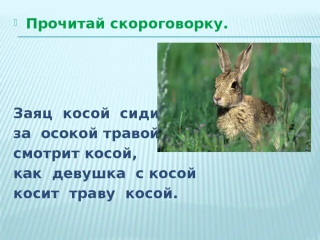 Коса скороговорка. Косой заяц. Заяц для презентации. Скороговорка про зайца. Косой заяц с косой.