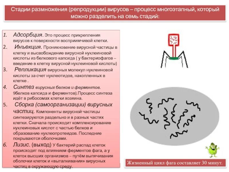 Цикл размножения вирусов. Этапы размножения вирусов. Стадии размножения вирусов.