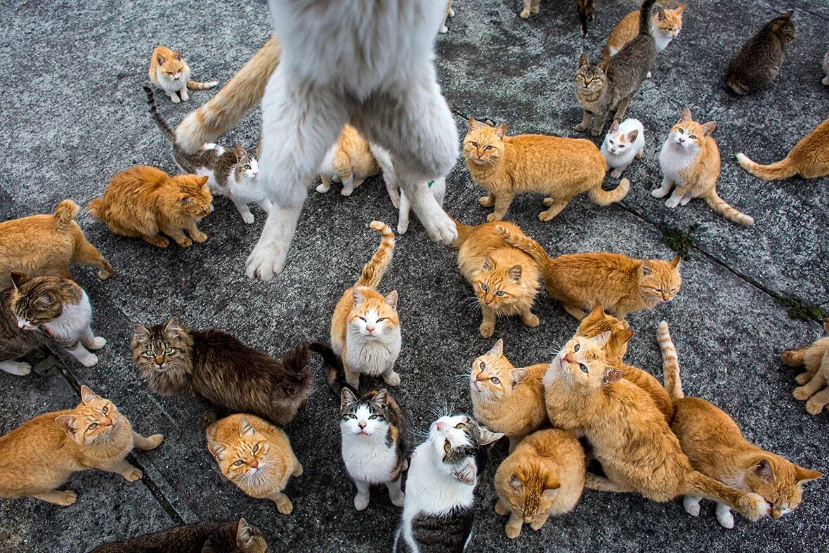 Какую кошку можно. Остров Фраджост кошачий остров. Япония остров кошек Аосима. Тасиро остров кошек. Тасиро остров кошек в Японии.