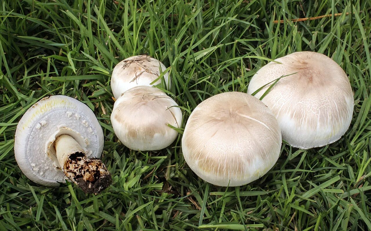 Признаки гриба шампиньона. Шампиньон желтокожий (Agaricus xanthodermus) ядовитые. Шампиньон желтокожий грибы. Шампиньон желтокожий, шампиньон рыжеющий, шампиньон желтеющий. Агарикус ксантодермус.