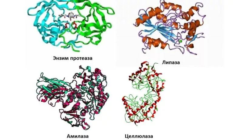 Ферменты амилаза липаза протеаза. Амилаза протеаза липаза формула. Амилаза и протеаза. Протеаза фермент строение.