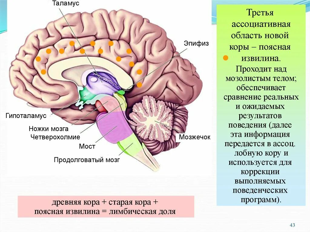 Большое полушарие мозолистое тело мост гипоталамус. Гипофиз эпифиз таламус. Структуры головного мозга таламус. Средний мозг анатомия шишковидное тело. Строение мозга человека таламус и гипоталамус.