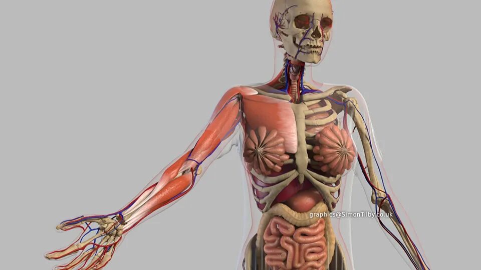 Анатомия человека. Человеческий скелет с органами. Тело человека. Human h