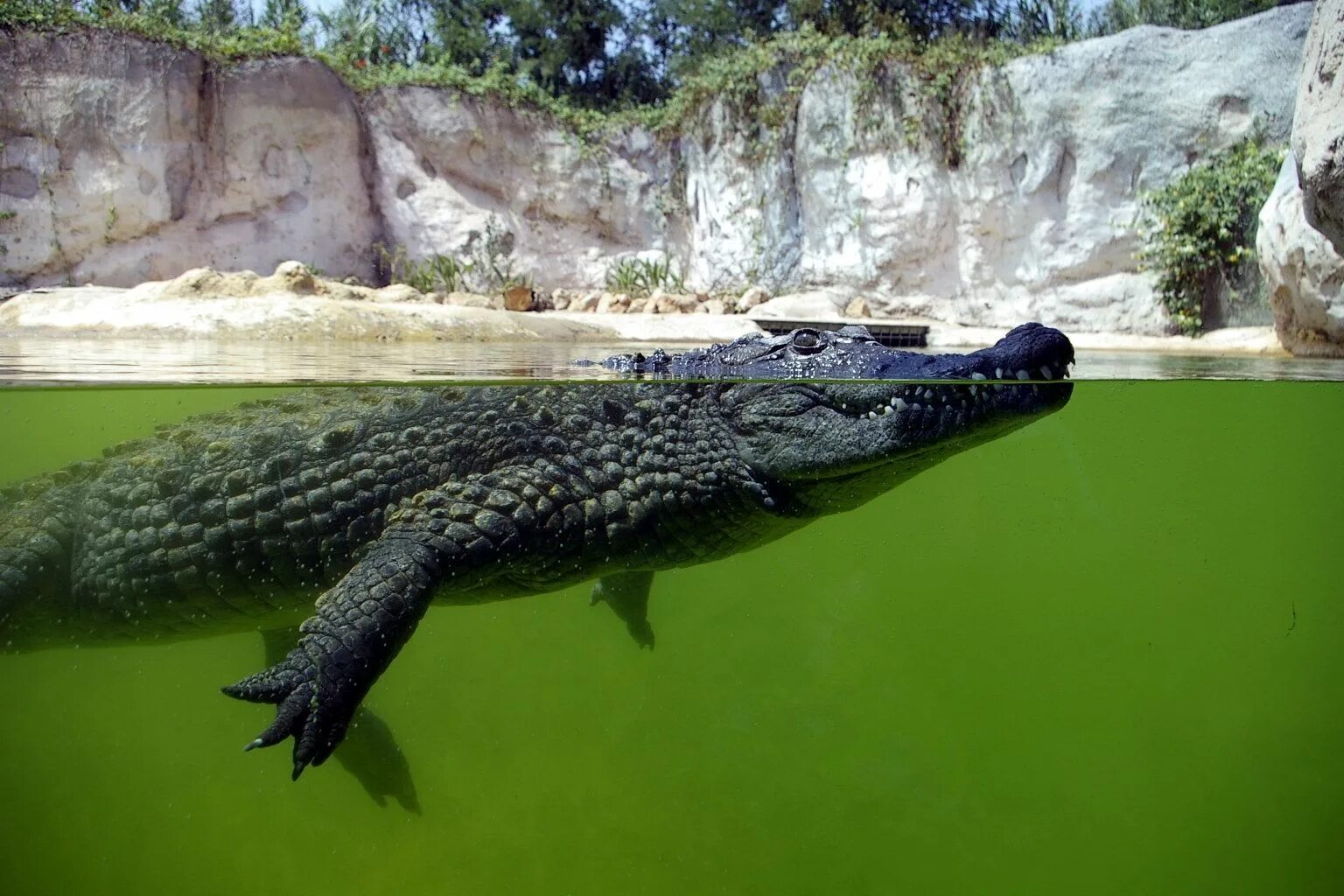 Крокодил плывет. Крокодил плавает. Крокодил в воде. Крокодил в зоопарке.