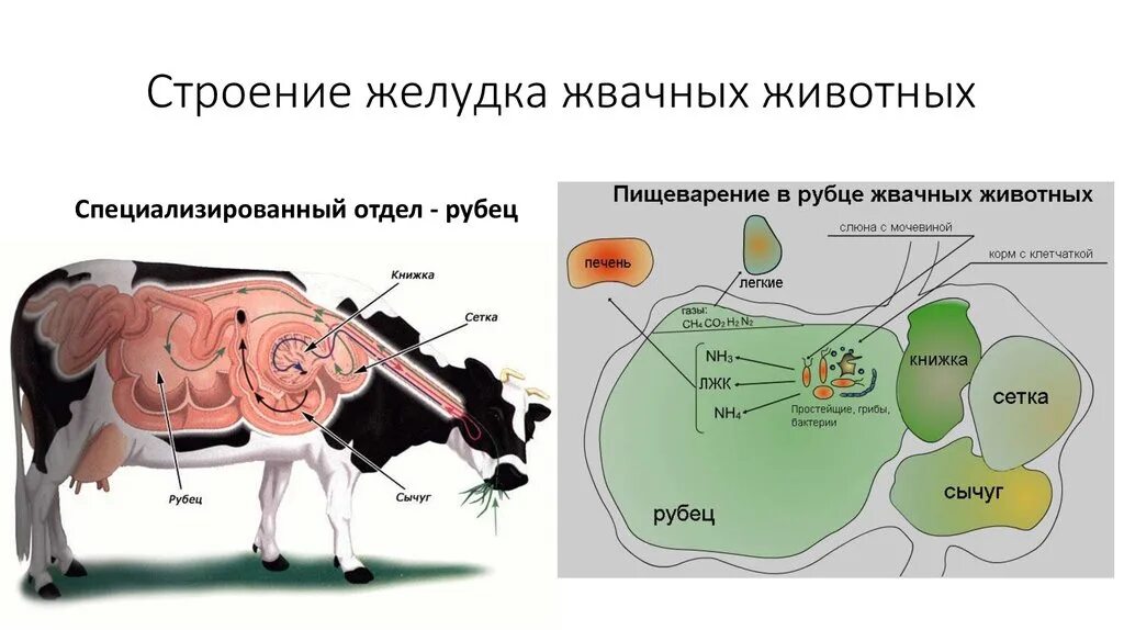 Строение пищеварительной системы жвачных животных. Рубец отдел желудка жвачных. Строение пищеварительной системы крупного рогатого скота. Строение желудков животных