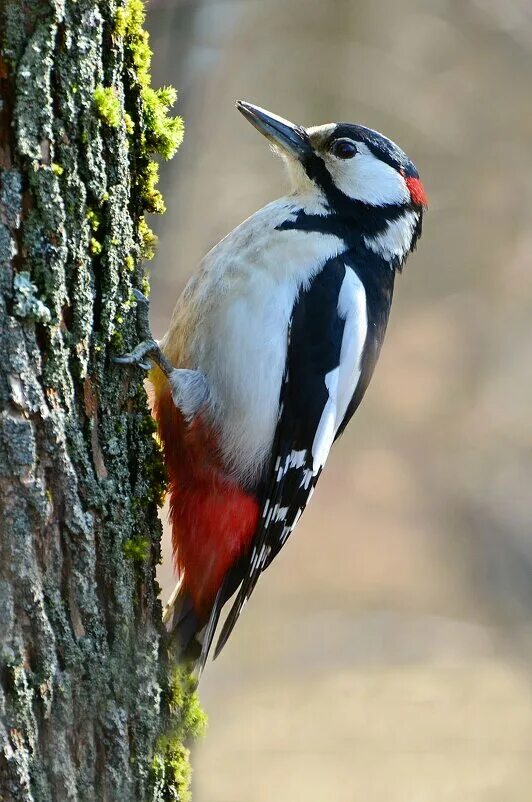 Дятел красноголовик. Дятел на сосне. Дятел в лесу. Дятел на сосне. Большой пёстрый дятел.