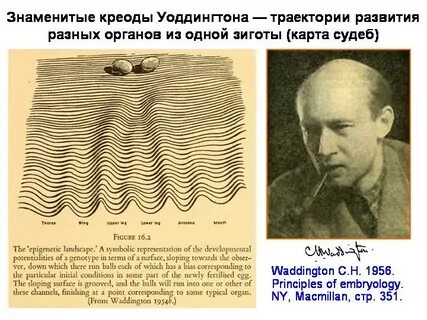 Эпигенетический ландшафт