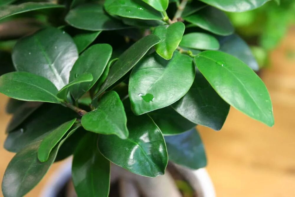 Пепперони тутолистная. Пеперомия магнолиелистная цветок. Замиокулькас. Фикус пеперомия магнолиелистная. Пеперомия магнолиелистная цветок.