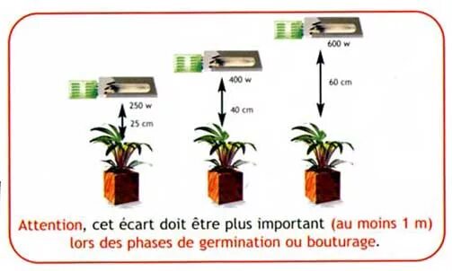 высота лампы для растений. высота лампы для растений. фитолампа экотек 50 ватт. высота установки фитолампы. расстояние от лампы до растения.
