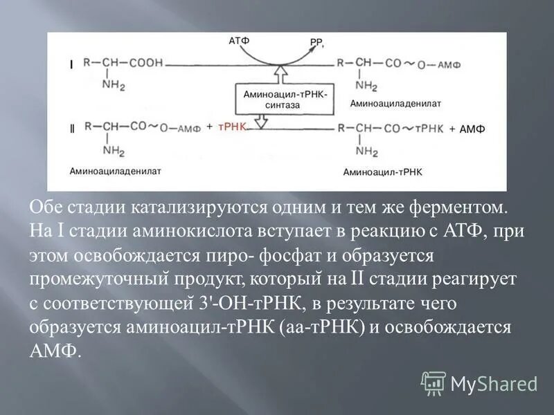 Синтез полипептидной цепи. Синтез полипептидной цепи на матрице ирнк это. гидролиз атф катализируется. в реакцию с аминокислотами вступает. трансляция – это:а) синтез полипептидной ц.