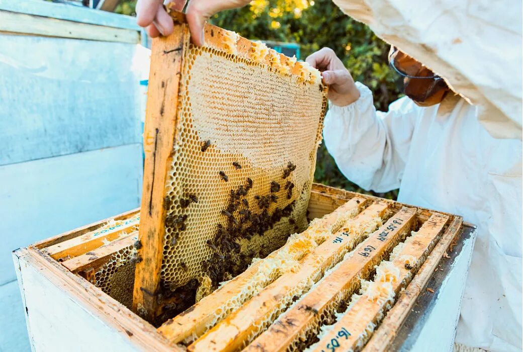 Улей продукты. Сотовая рамка для пчел. Пасека лысонь. Улей продукты. Пасека.