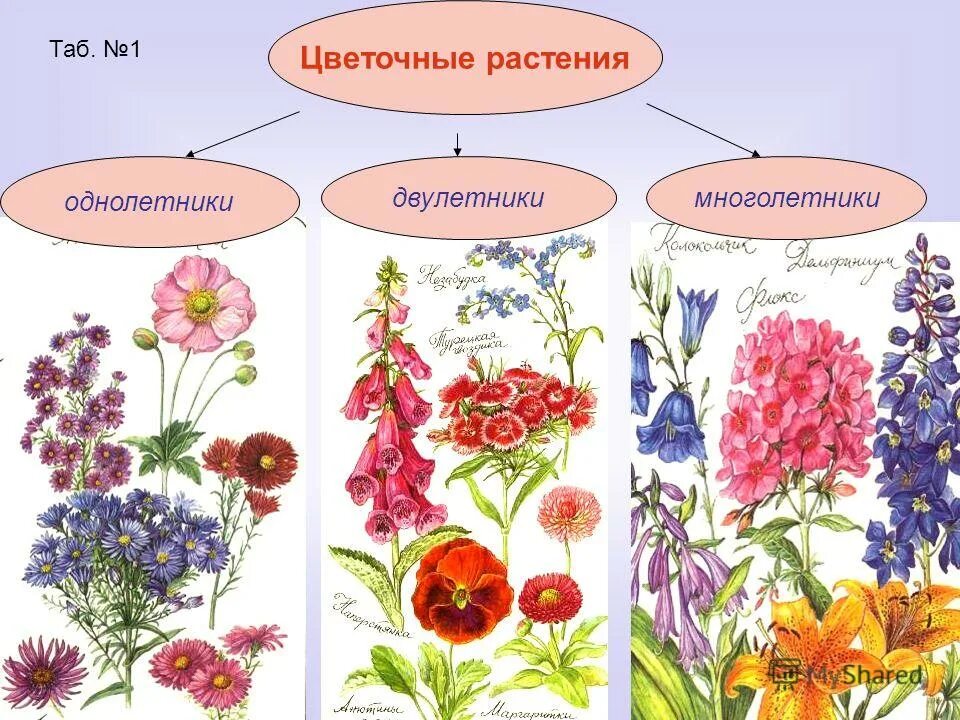 Виды однолетних и многолетних растениях