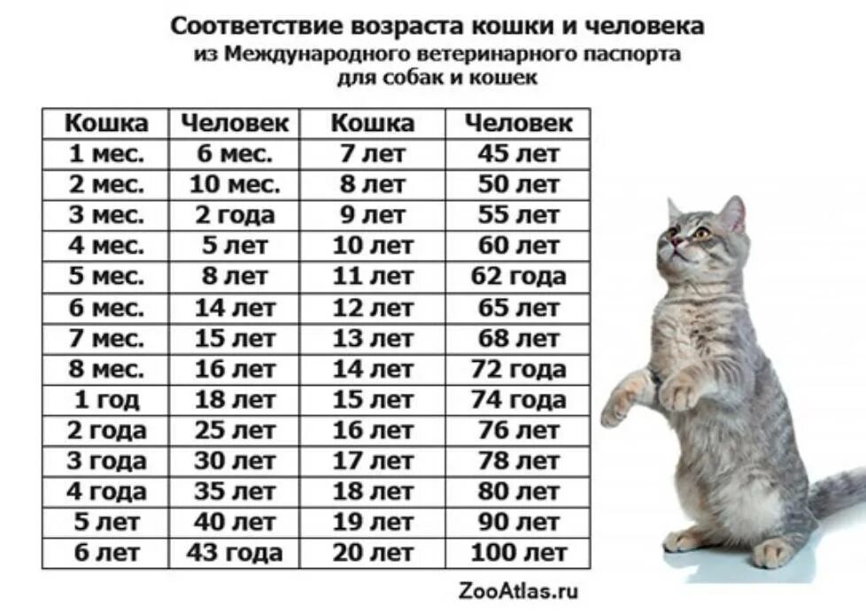 Возраст котов по человеческим меркам. Кошачьи меркам таблица кошачьи года по человеческим. Возраст по кошачьим меркам Возраст по кошачьи. Сколько лет живут кошки по человеческим меркам таблица. 6 месяцев кошке сколько