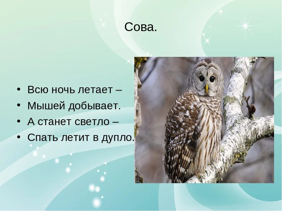 Рассказ о сове. Коротко о сове. Сова рассказывает. Описание Совы. Текст про сову