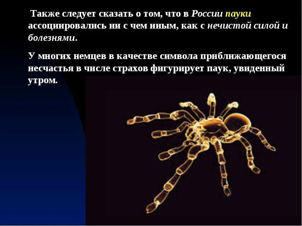 Увидеть паука на полу примета. Паук примета. Приметы паукообразных. Увидеть паука примета. Суеверия про пауков.