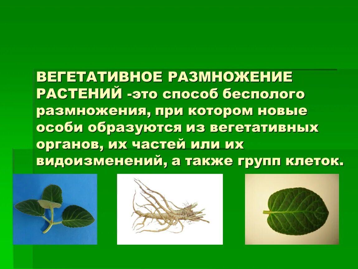 Вегетативное размножение. Вегетативное размножкни. Вегетативное размножение э. Вегетативное размножение это в биологии. Вегетативное размножение условия