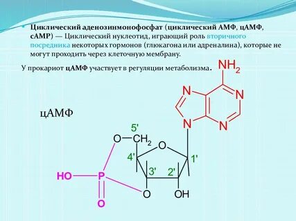 Нуклеотид комплекс