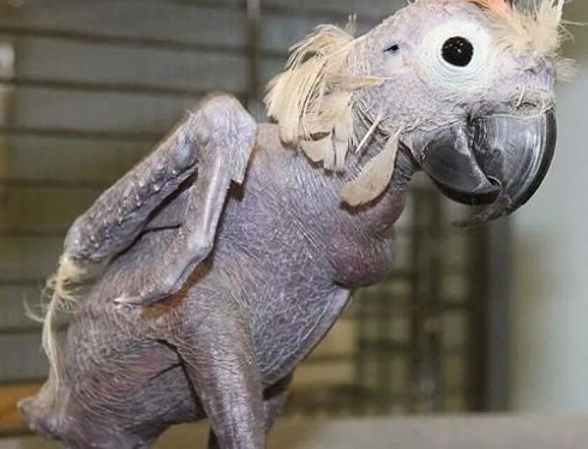 Человек животное без перьев. Лысый попугай жако. попугай жако без перьев. лысый какаду. общипанный попугай жако.