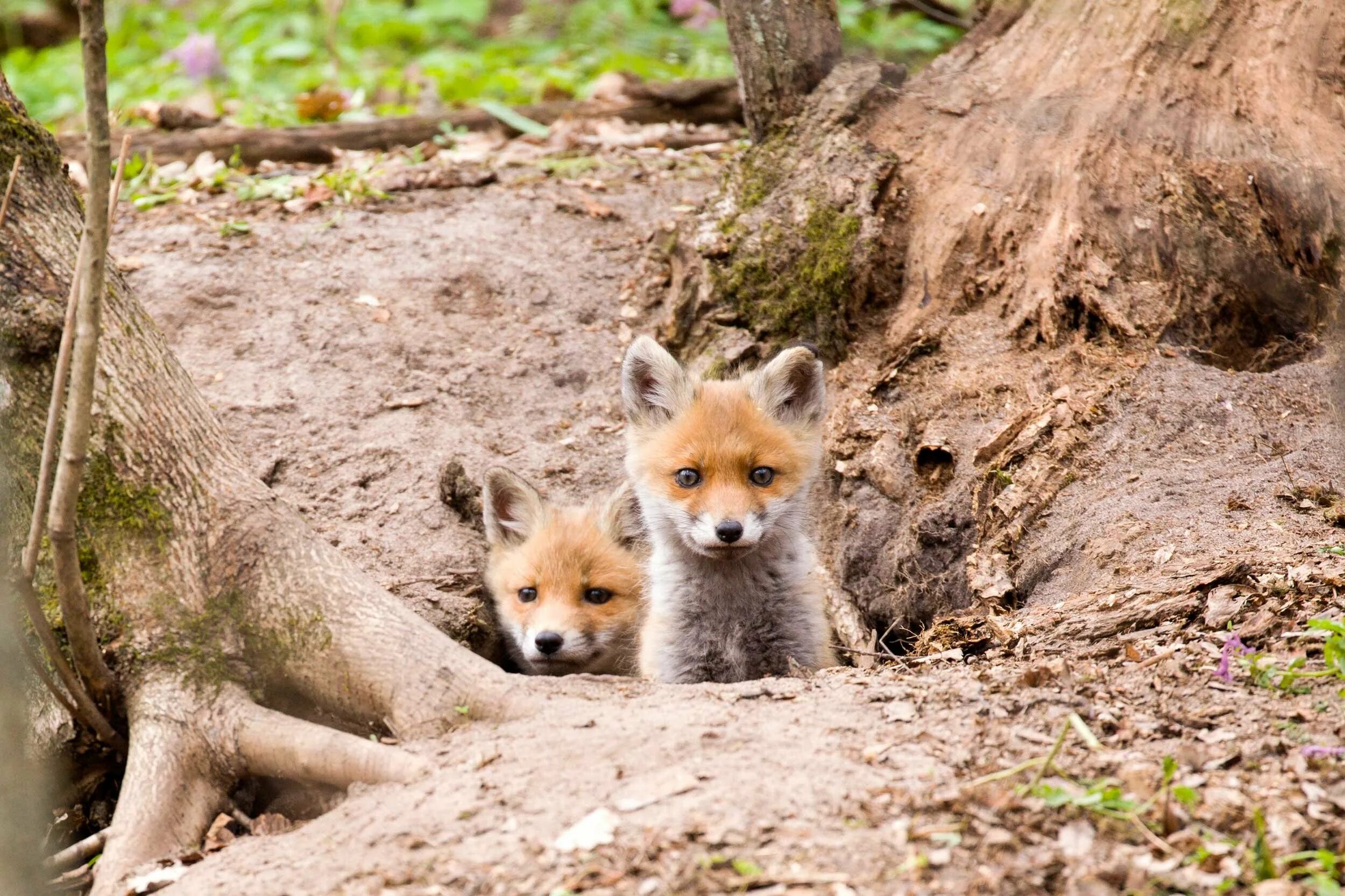 Воронежский заповедник для каких животных. Животный мир воронежского заповедника. Обитатели воронежского заповедника. Графский заповедник воронеж животные. Воронежский заповедник для каких животных.