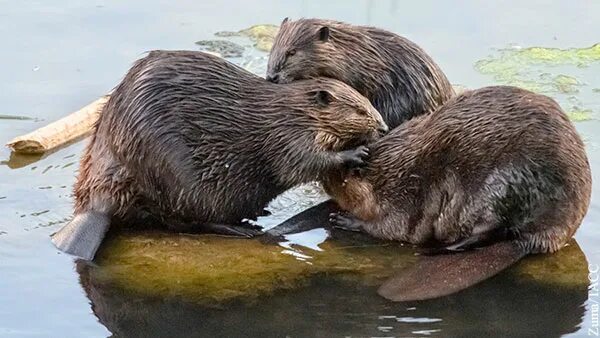 речной бобр. черный бобер. речной бобр. европейский бобр. бобер в спб.