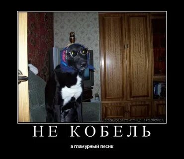 Ты смотрел налево когда ты простой кобель