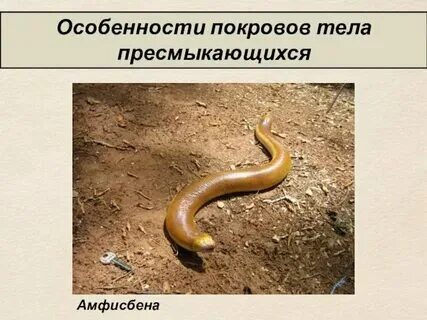 Жизнь современных пресмыкающихся связана:. Покров тела пресмыкающихся 7 класс. Скелет рептилий. Класс пресмыкающиеся особенности покрова тела. Класс пресмыкающиеся особенности покрова тела.