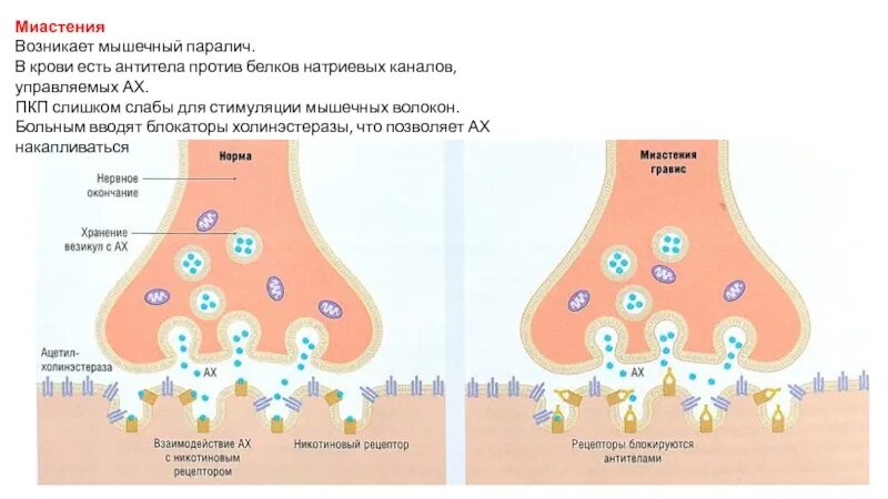 Контролирует проведение нервно мышечного импульса