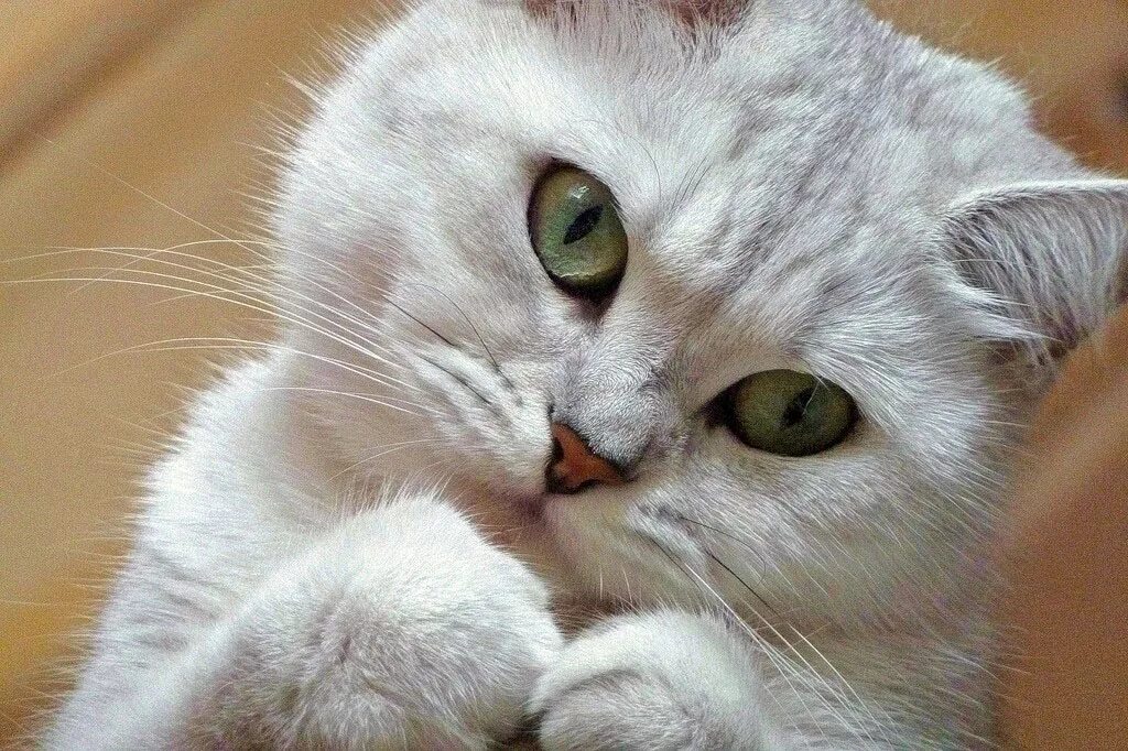 ласковая кошка. 12 стульев киса воробьянинов. киса просит. киса просит. котик просит прощения.