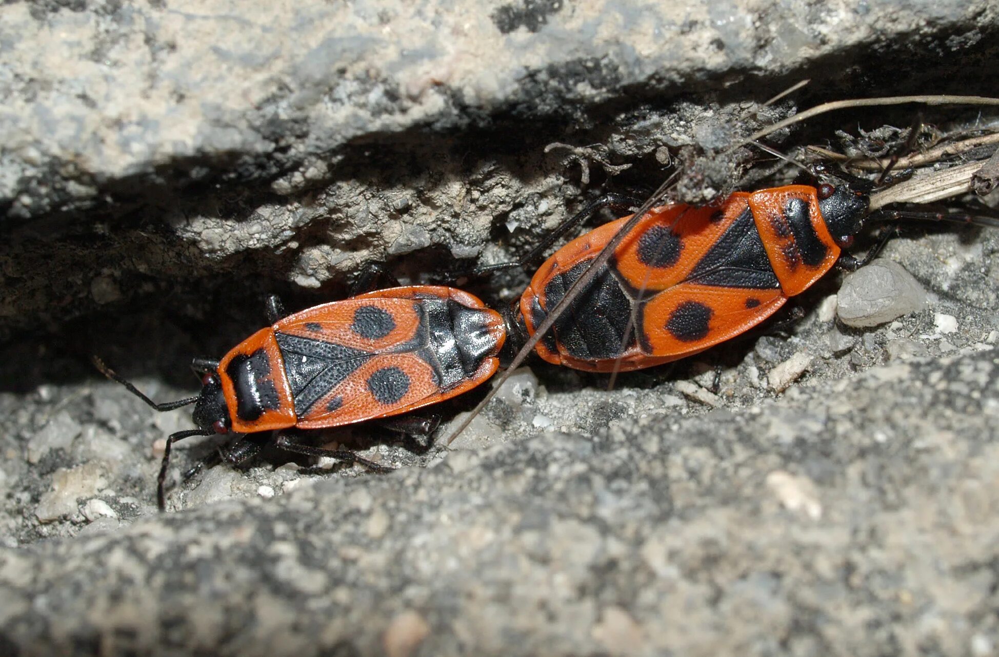 Pyrrhocoris apterus - MosRosa.ru