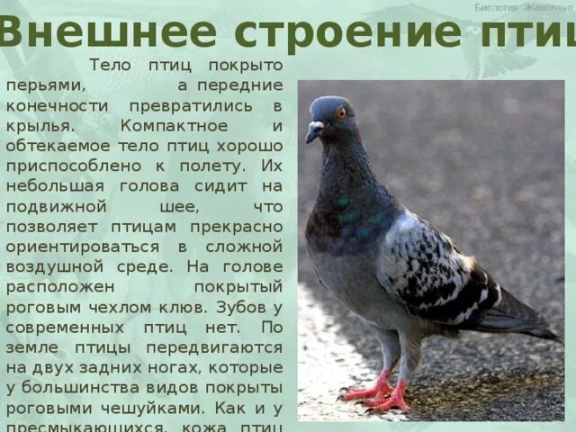 Число способов передвижения голубя
