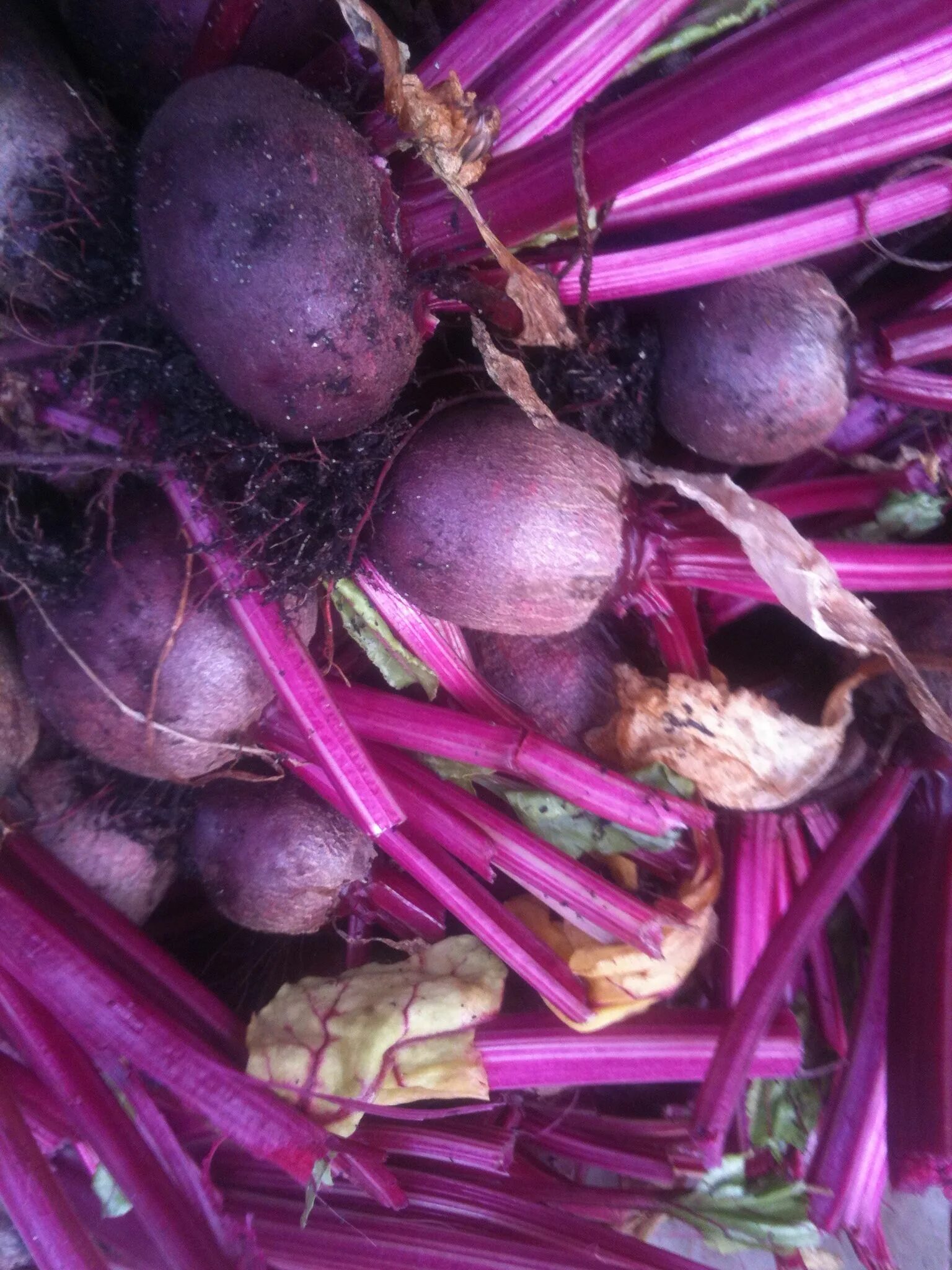Какие овощи фиолетового цвета
