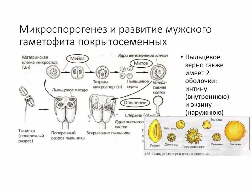 Развитие мужского гаметофита покрытосеменных. Строение мужского гаметофита цветковых растений. Микроспорогенез покрытосеменных схема. Схема развития мужского гаметофита у цветковых растений.