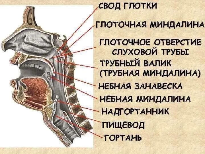 Слуховой латынь. Глоточное отверстие слуховой трубы анатомия. Отверстия хоаны, глоточное отверстие. Глоточное отверстие носовой трубы. Глоточное отверстие слуховой трубы глотки.